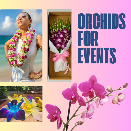 Wholesale Orchids for Florists, Event Planners, and Wedding Designers