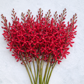Azimah Red Orchids – 10 Rare Thai Stems for Weddings & Decor