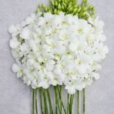 White Dendrobium Sonia Orchids – 10 Fresh Stems with Water Tubes for Weddings & Decor
