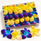 50 Blue–Purple & Yellow Dendrobium Orchid Blooms – Loose Flowers