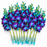 Blue Dendrobium Orchid Stems – Dyed Sonia Orchids for Weddings, DIY Bouquets & Event Decor