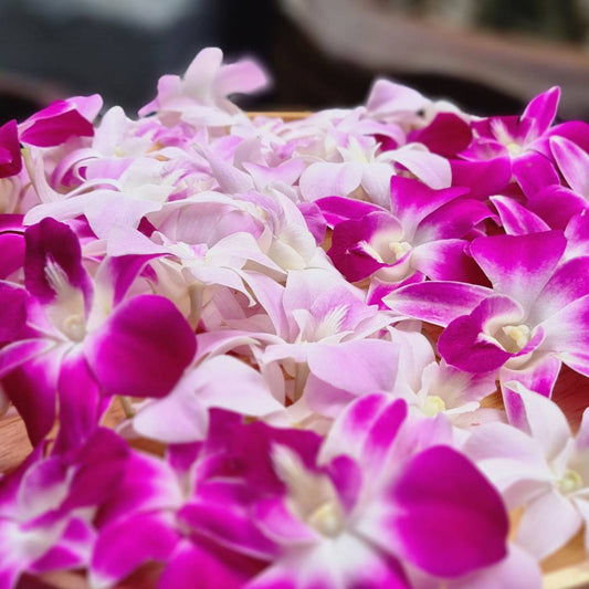 Why Fresh-Cut Orchids Last Longer Than Regular Flowers