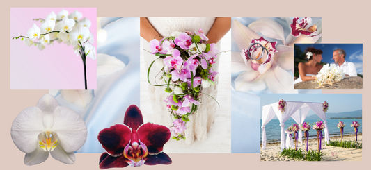 10 Stunning Ways to Use Orchids for Weddings, Events, and Home Décor