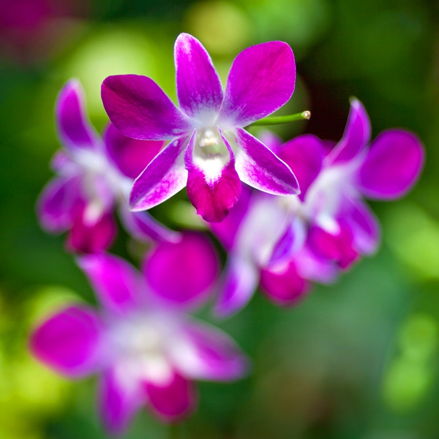 Dendrobium Orchid Stems