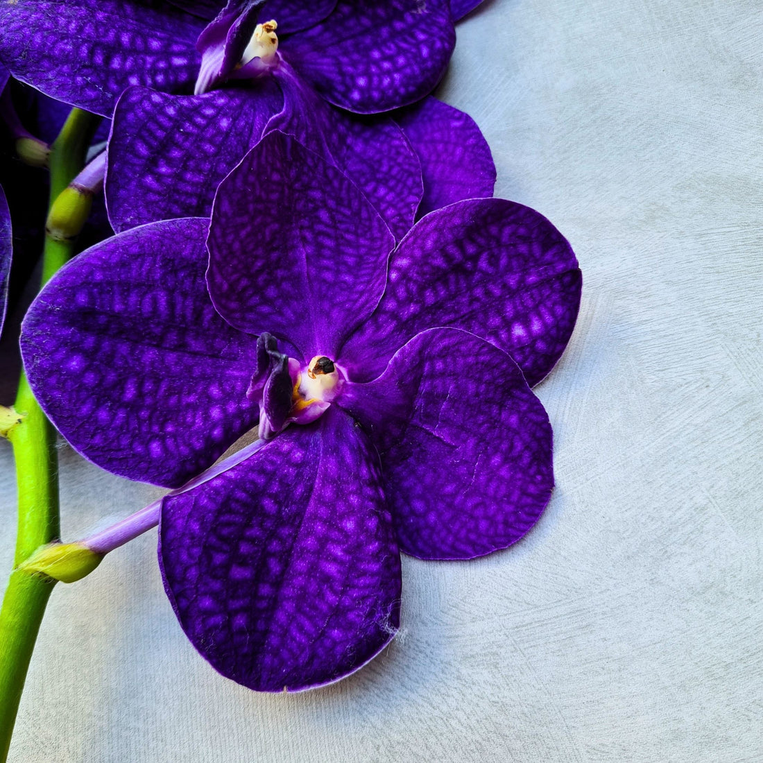 Vanda Orchids on Stem