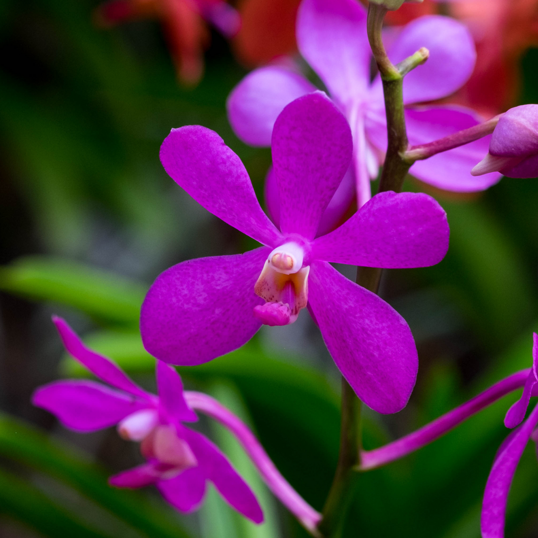 Mokara Orchids Stems