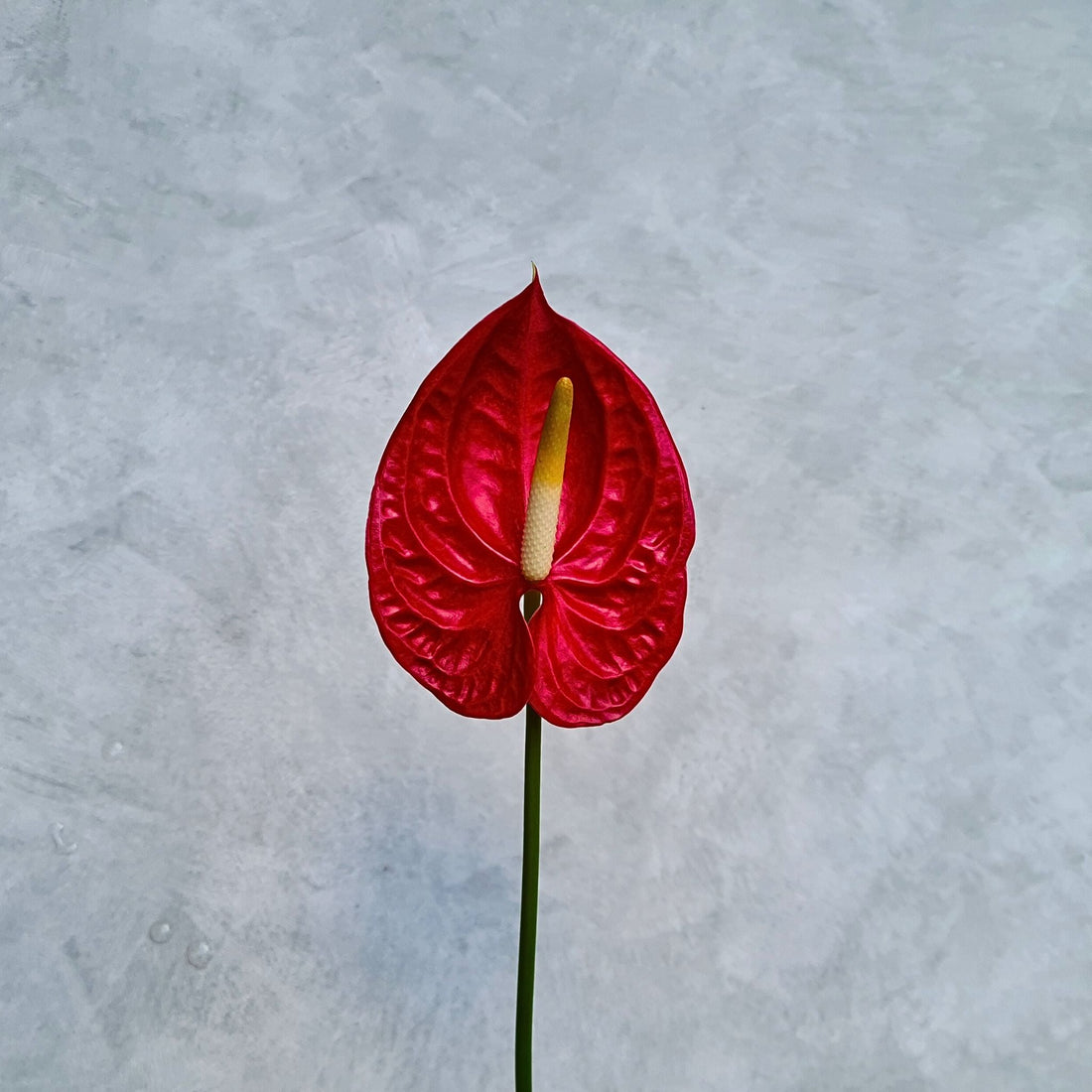 Anthurium Stemmed Orchid