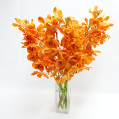 10-Stem Orange Mokara Orchid Bundle with water capsules. Freshly flown from Thailand, these orchids are perfect for weddings, events, and home decorations. Long-lasting freshness and bright orange blooms for stunning floral arrangements.