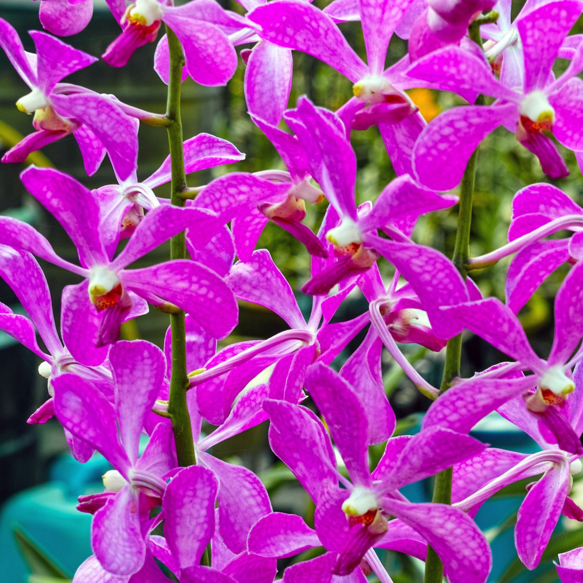 Premium Dark Pink Mokara Orchids – Fresh Exotic Flowers for Events
Make a statement with Dark Pink Mokara Orchids, known for their bold hues and intricate petal details. These fresh-cut orchids bring a tropical touch to weddings, corporate events, anniversaries, and floral designs. Their long-lasting beauty makes them a favorite for professional florists and DIY decorators. Direct from Thailand with free shipping!