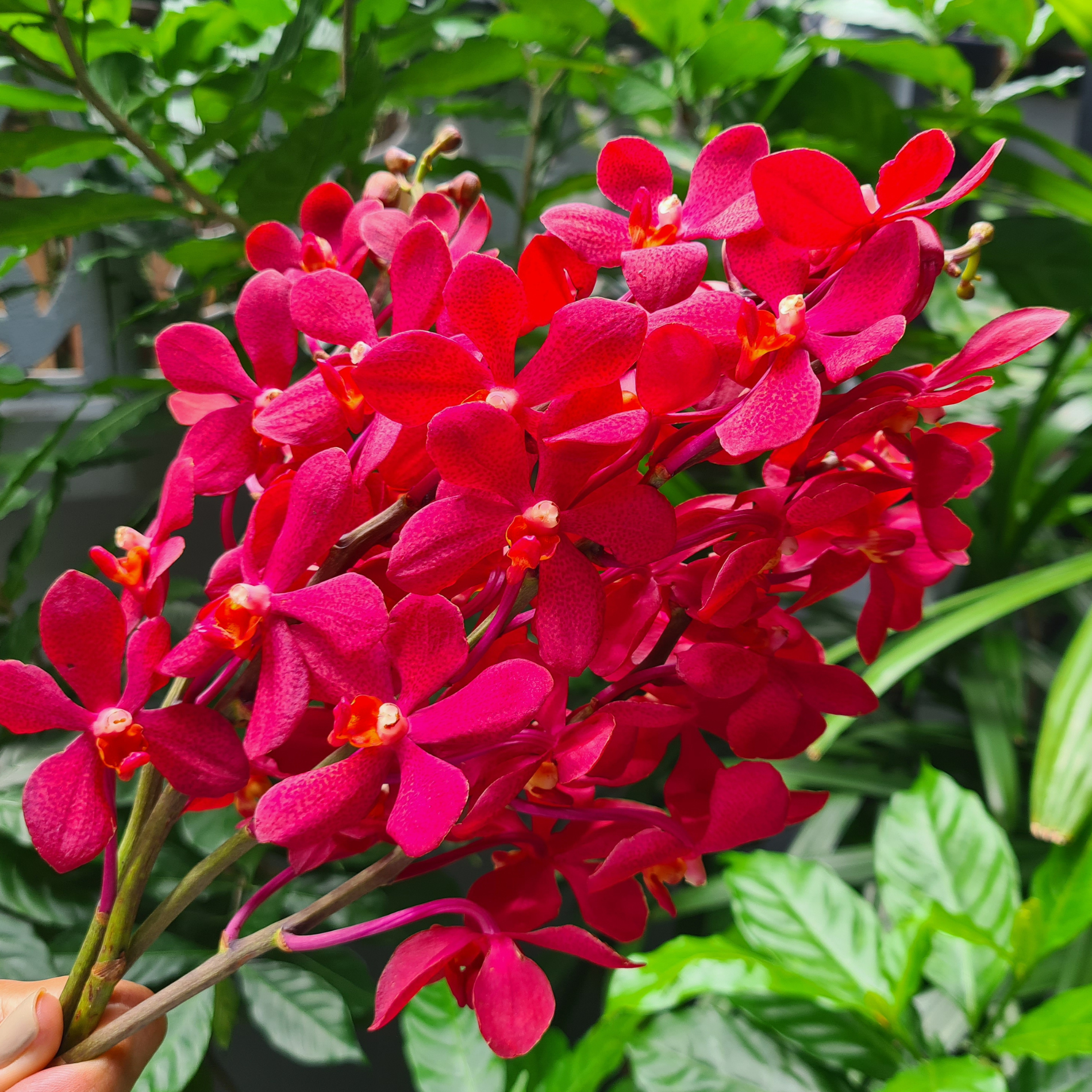  Bold Red Mokara Orchids – Fresh-Cut Stems for Weddings & Event Decor
Create breathtaking floral displays with Salaya Red Mokara Orchids, known for their luxurious red petals and elegant form. These fresh Thai orchids are ideal for wedding arrangements, reception centerpieces, corsages, floral walls, and DIY bouquets. Their striking beauty enhances any decor. Sourced from Thailand’s finest farms, shipped fresh with free USA delivery!