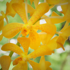 Premium Yellow Mokara Orchids - 10 fresh stems with attached water capsules. Ideal for weddings, home decor, and special events. Flown fresh from Thailand, these orchids ensure longevity and vibrant color for any floral design or gift.