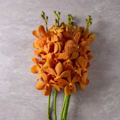 Premium Orange Mokara Orchids - 10 Fresh Stems with Water Capsule for Weddings, Hotels, and Events