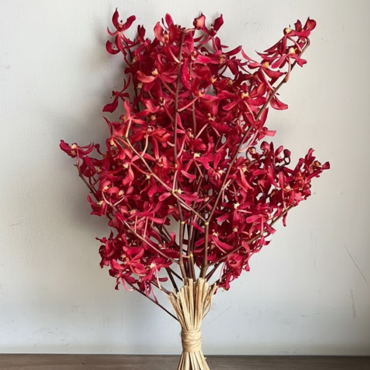 🌺 Red Aranthera Orchid Bundle – 10 Fresh Anne Black Stems for Weddings, Tropical Events, Bouquets & Home Decor 🌿