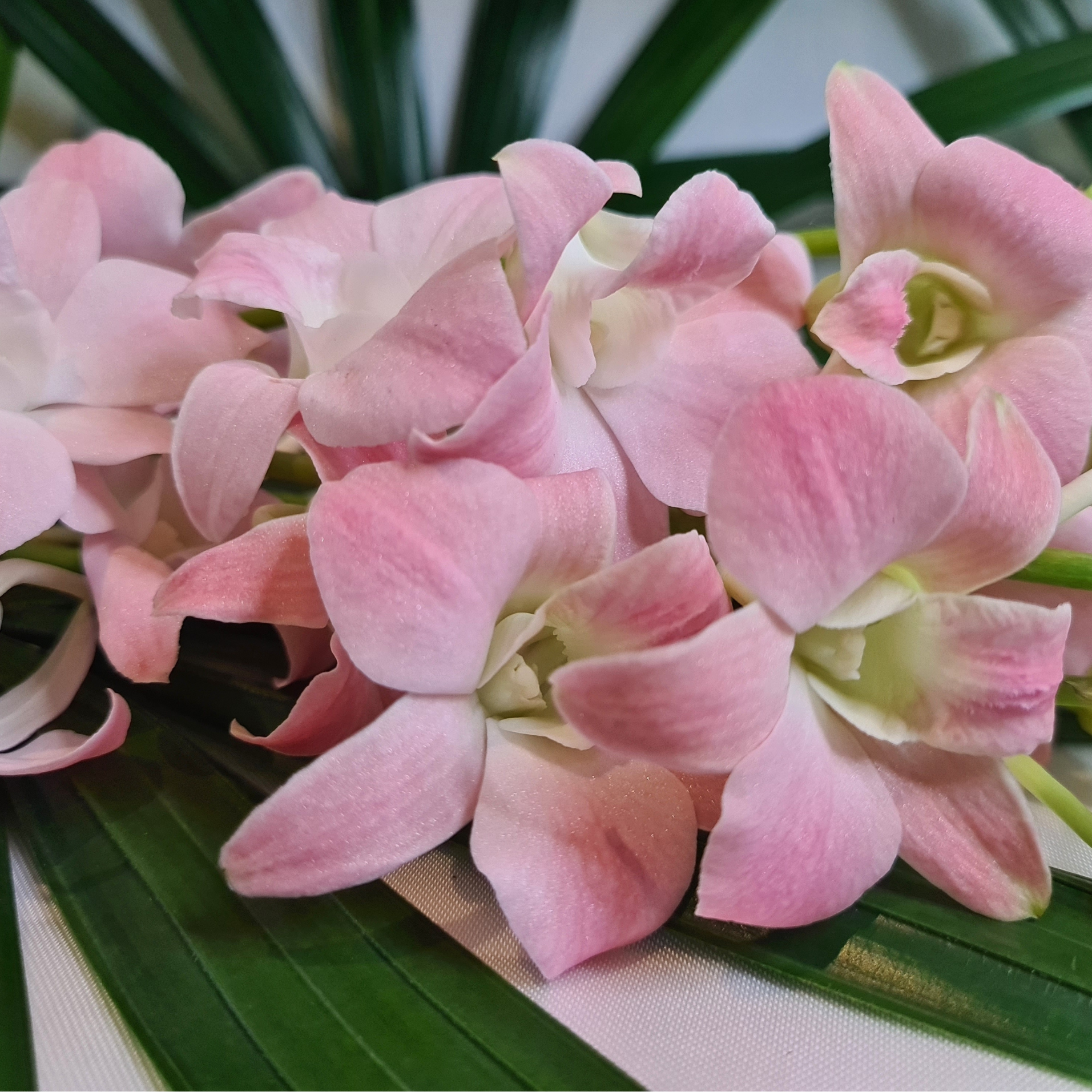 Fresh Peach Orchid Dendrobium bundle with 10 single stems and water capsules. Beautiful peach color with pink blush, perfect for floral arrangements, weddings, events, and home decor. High-quality orchids flown in from Thailand