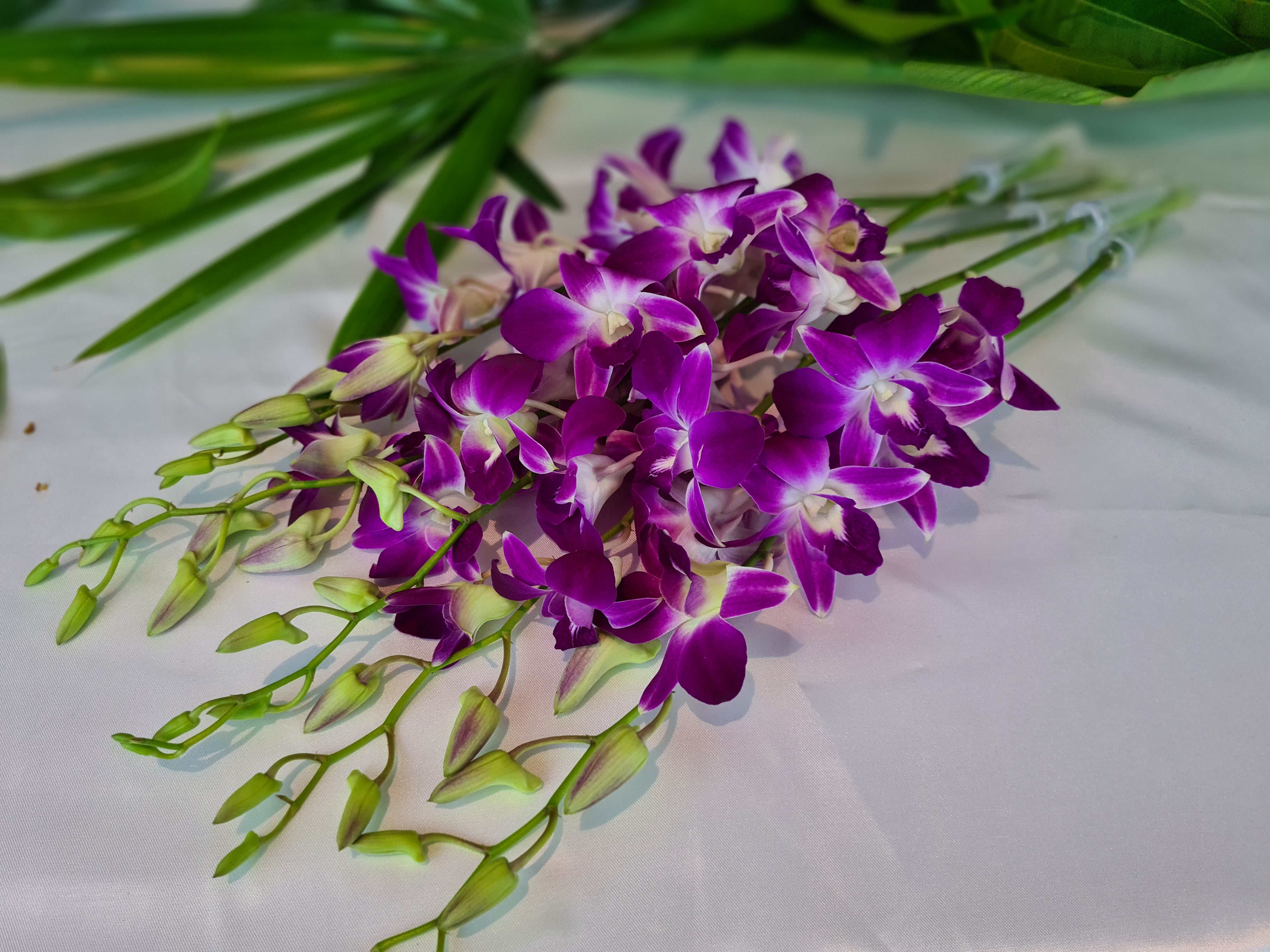 Premium Purple Dendrobium Orchids, bundle of 10 stems with nutrient water capsules. Fresh from Thailand, ideal for home decor, weddings, and events. Long-lasting blooms provide elegance and vibrant color for floral arrangements.