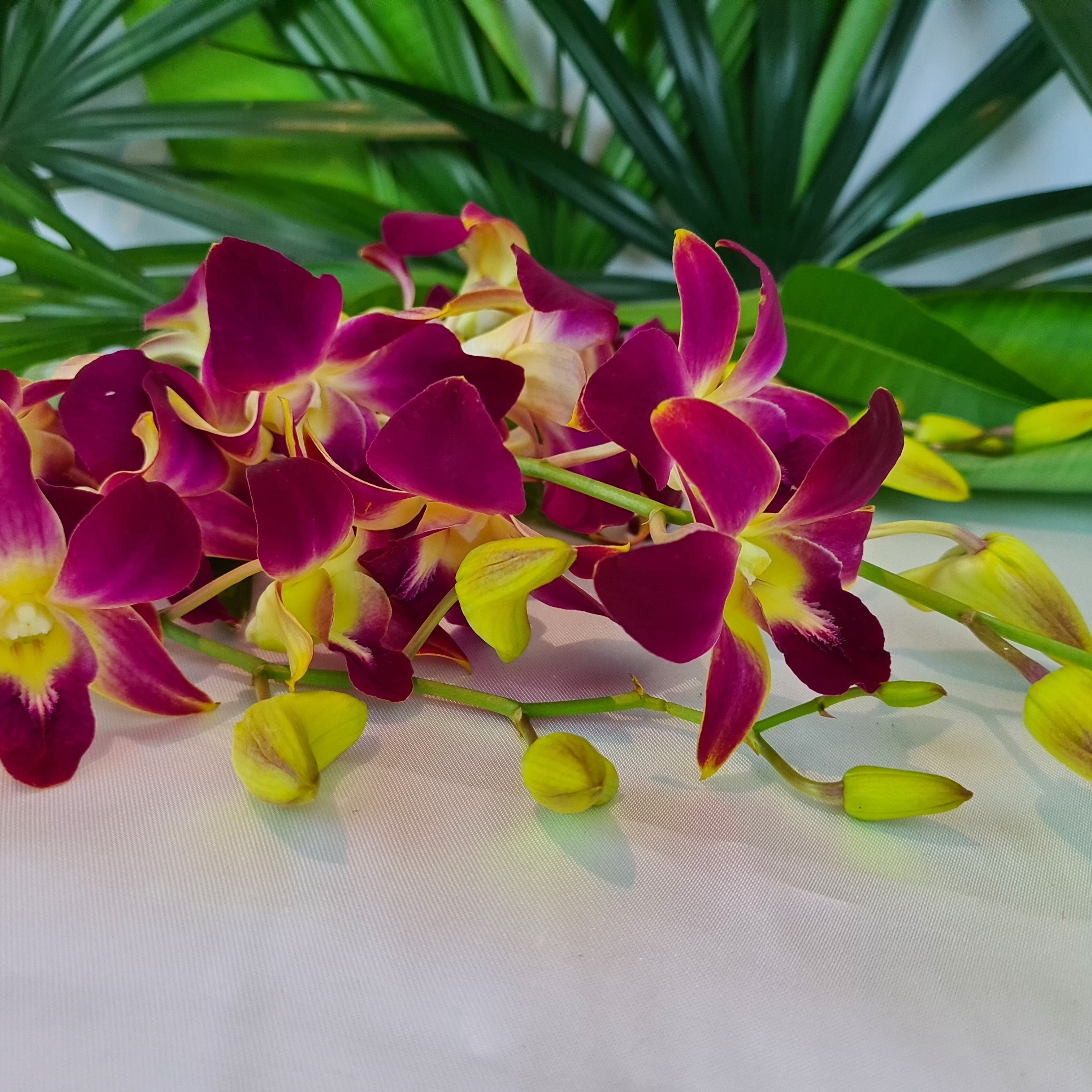 Premium Yellow and Red Dendrobium Orchids, bundle of 10 stems with nutrient water capsules. Fresh from Thailand, ideal for home decor, weddings, and events. Long-lasting blooms provide elegance and vibrant color for floral arrangements.