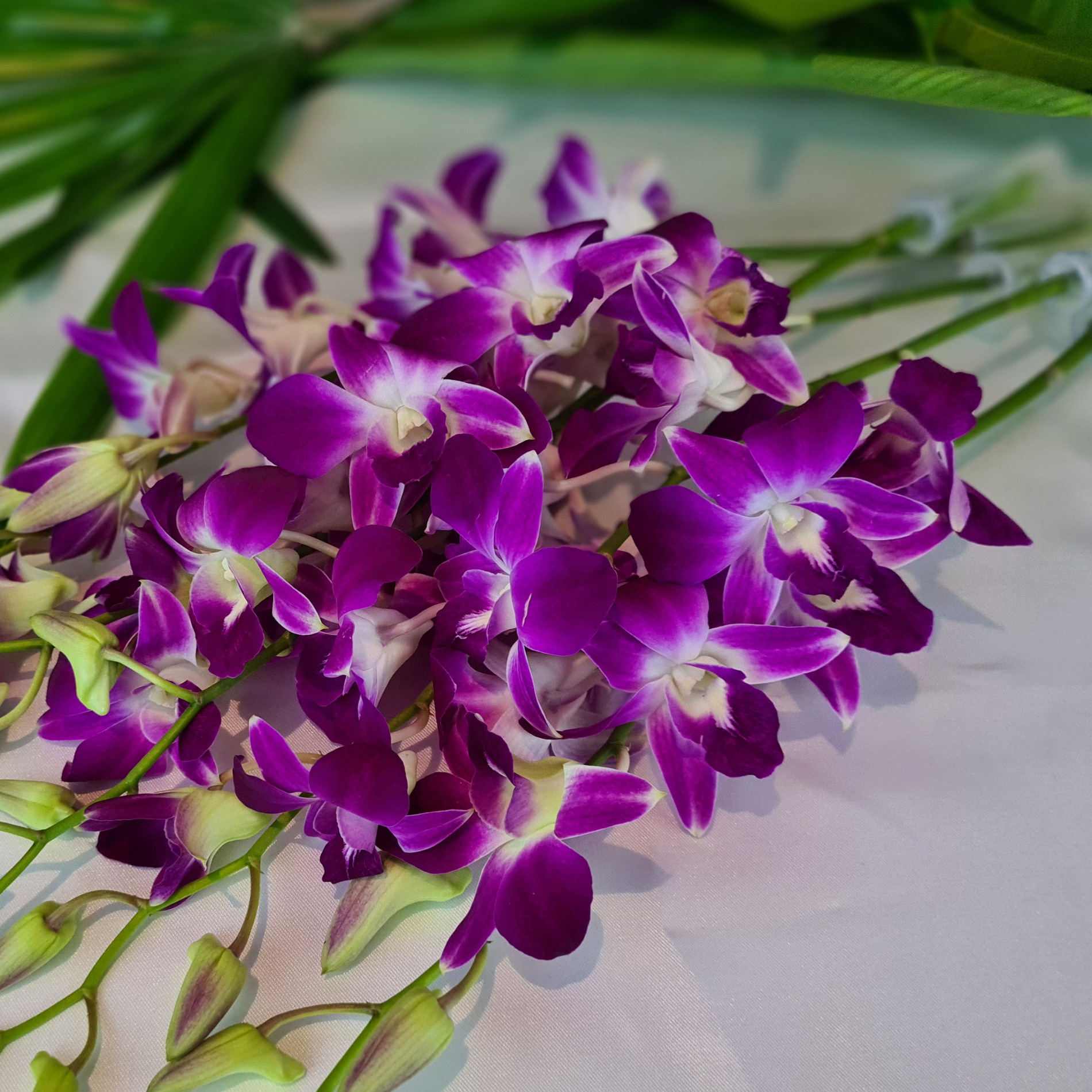 10 Purple Dendrobium Orchids with stems, flown fresh from Thailand. Each stem includes a water capsule for longer-lasting blooms. Perfect for floral arrangements, event decorations, and special gifts. High-quality and vibrant flowers.