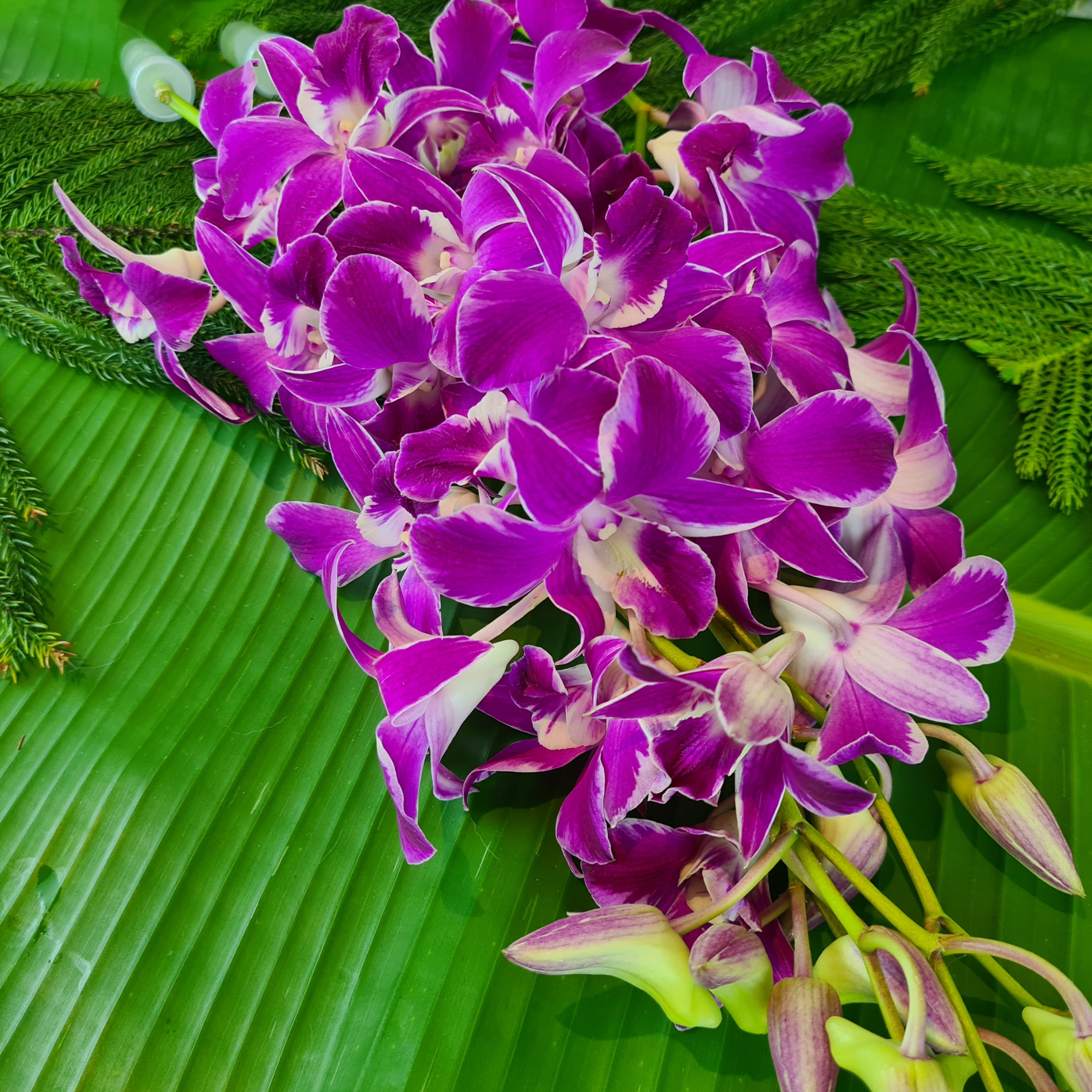 10 Ultra Violet Dendrobium Orchids with stems, flown fresh from Thailand. Each stem includes a water capsule for longer-lasting blooms. Perfect for floral arrangements, event decorations, and special gifts. High-quality and vibrant flowers.