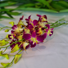 Premium bundle of 10 Yellow and Red Dendrobium Orchids, fresh from Thailand. Each stem comes with a water capsule for extended freshness. Ideal for creating stunning bouquets, decorating events, and as gifts. Long-lasting and high-quality flowers.