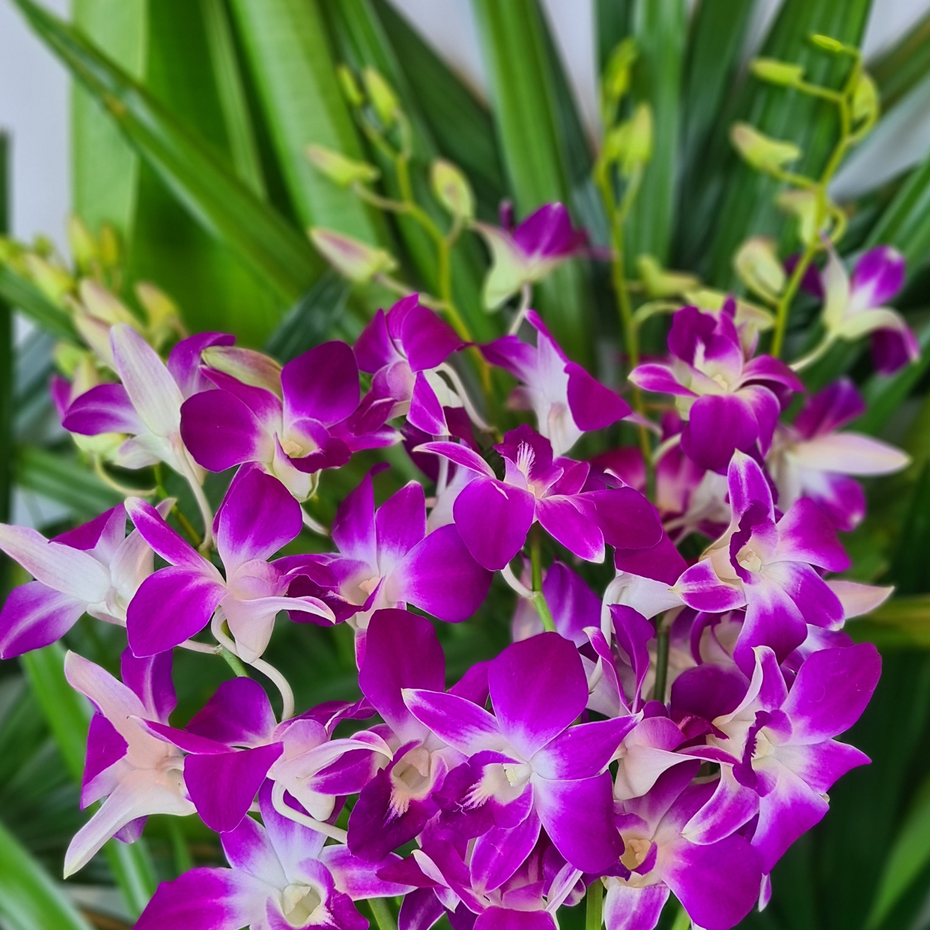 Bundle of 10 Purple Dendrobium Orchids with stems, flown fresh from Thailand. Long-lasting blooms with nutrient water capsules, ideal for bouquets, event decor, and gifts. Premium quality and vibrant color for floral arrangements.