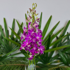 Bundle of 10 Ultra Violet Dendrobium Orchids with stems, flown fresh from Thailand. Long-lasting blooms with nutrient water capsules, ideal for bouquets, event decor, and gifts. Premium quality and vibrant color for floral arrangements.