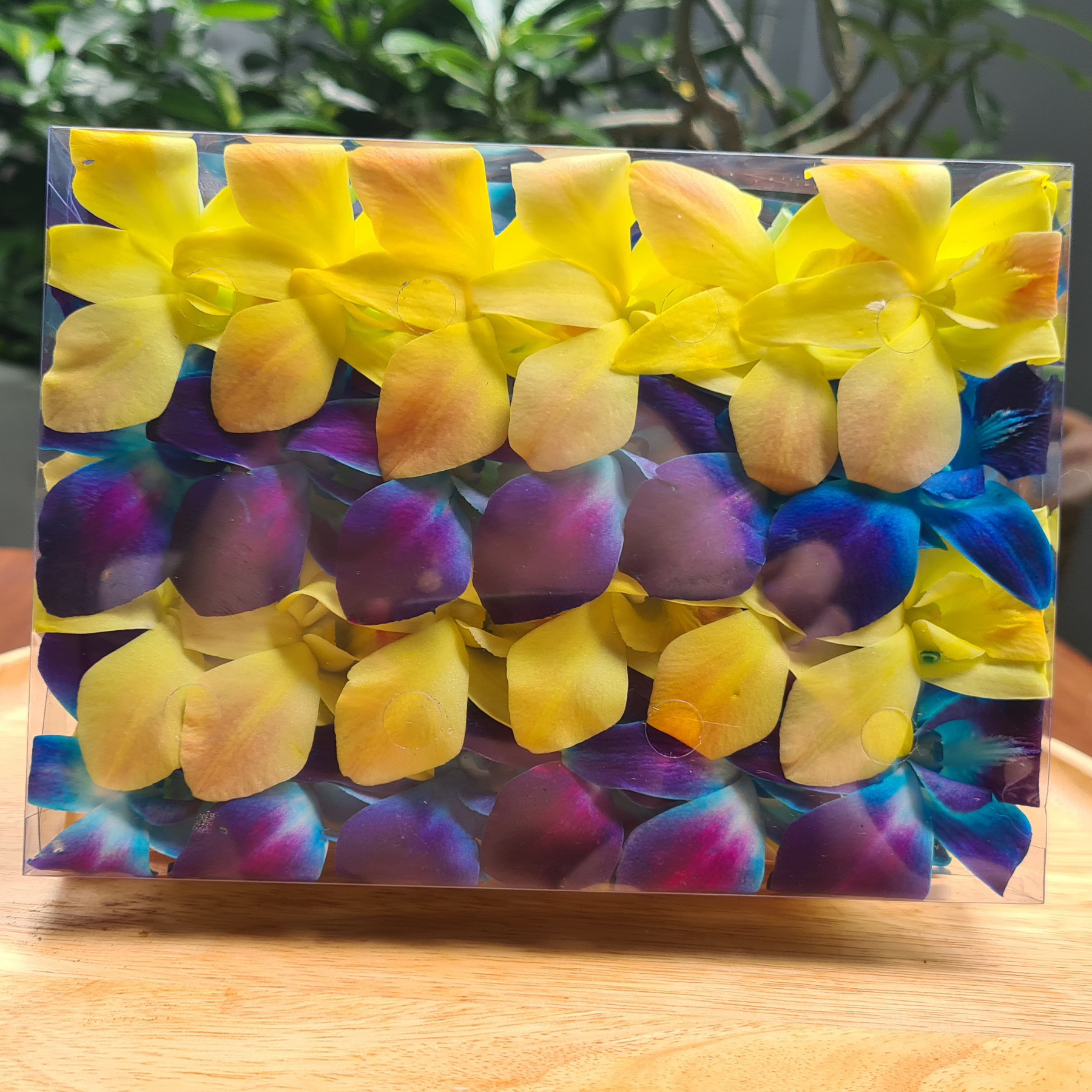 Box of fresh yellow and blue dendrobium orchids packed tightly and ready for shipment.