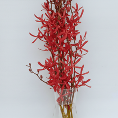 🌺 Red Aranthera Orchid Bundle – 10 Fresh Anne Black Stems for Weddings, Tropical Events, Bouquets & Home Decor 🌿