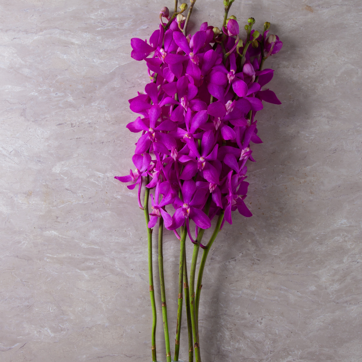 🌸 Fresh Pink Mokara Orchids – Bundle of 10 Stems with Water Capsules | Exotic Long-Lasting Calypso Blooms Flown in Directly from Thailand 🌸