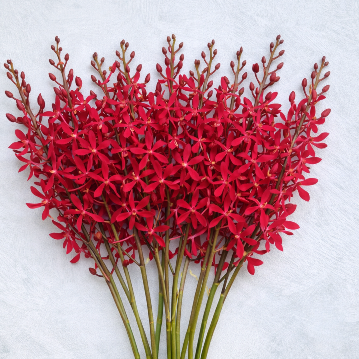 Azimah Red Orchids – 10 Rare Thai Stems for Weddings & Decor 