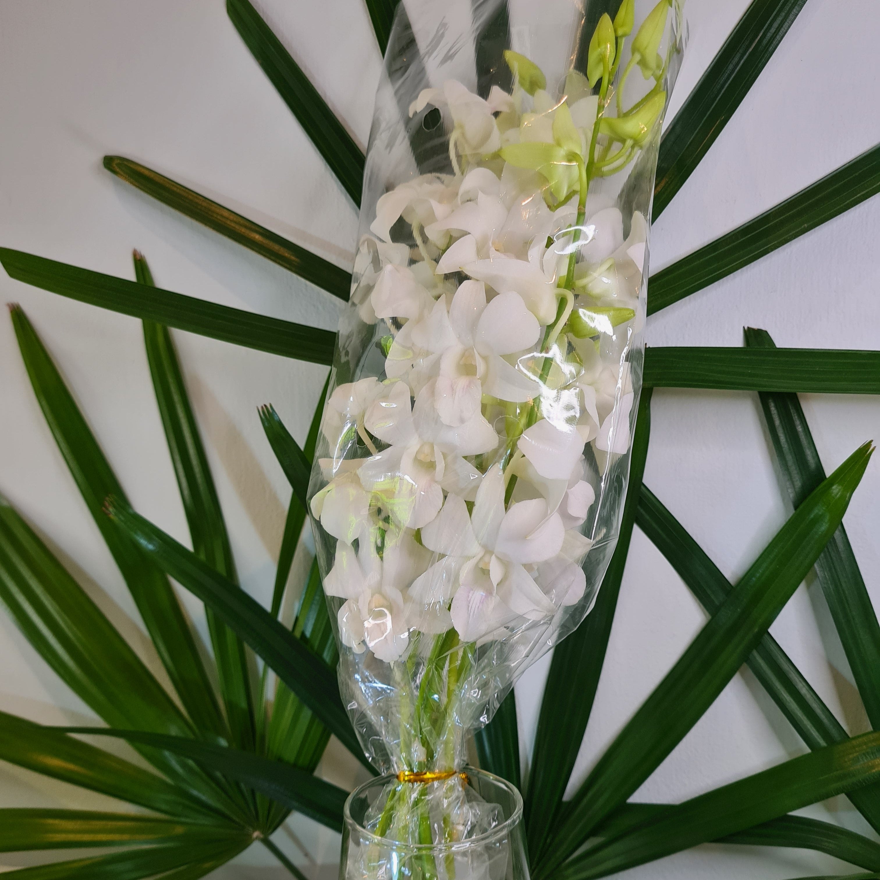 🌸 Fresh White Dendrobium Orchids – Bundle of 10 Elegant Stems with Water Capsules | Perfect for Weddings, DIY Bouquets, Events, Photography & Home Decor 🌿