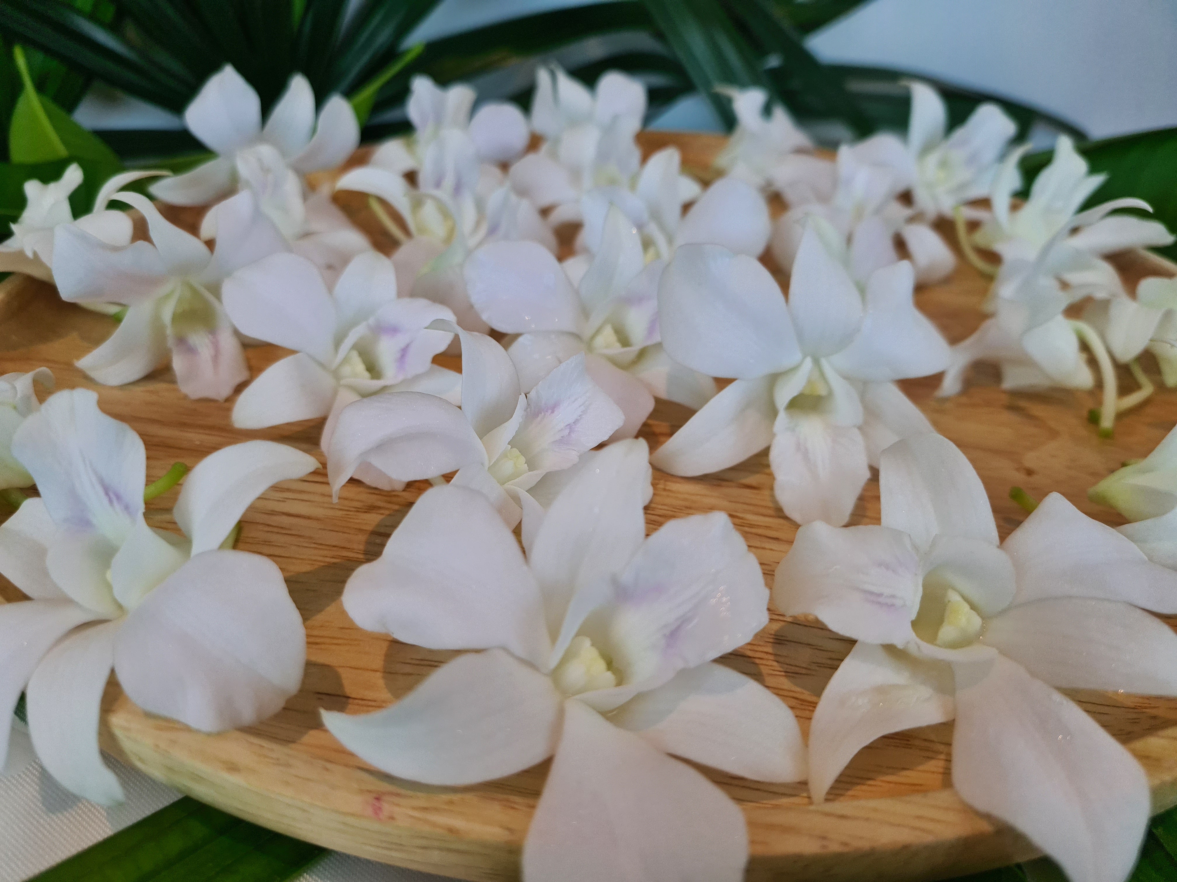 🌸 50 Premium White Orchids | Fresh Thailand Dendrobium Blooms, Ideal for Decorations & DIY Projects 🌸