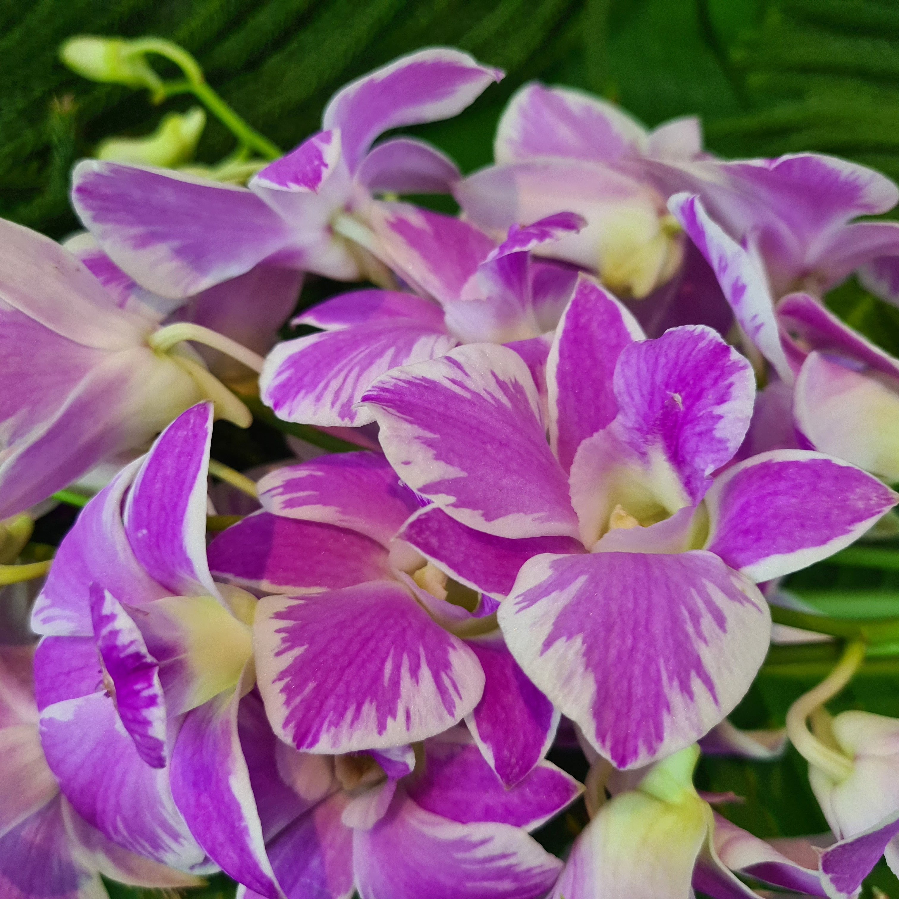 🌸 Fresh Pink Splash Orchid Dendrobium Bundle - 10 Single Stems with Water Capsules 🌸