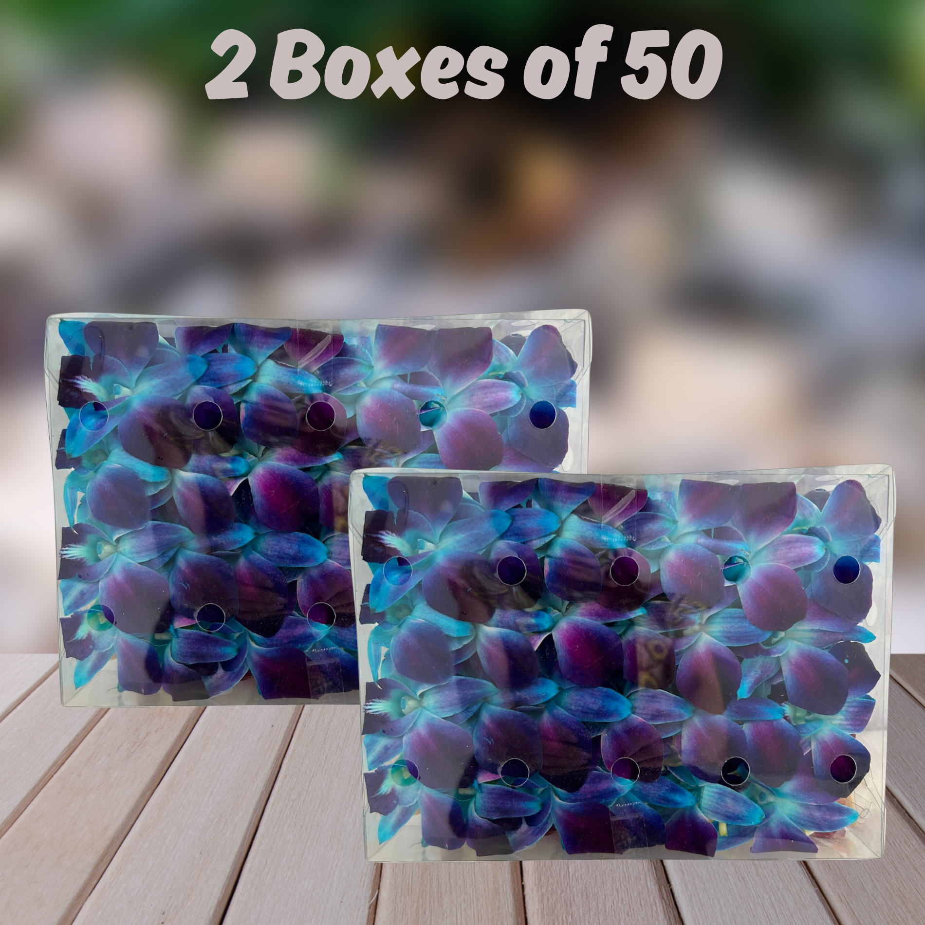 Box of 50 Blue and Dark Purple Dendrobium Orchids | Fresh from Thailand | Ideal for Event Decor, DIY Leis, and Photography | Long-Lasting Blooms | Elegant Blue and Dark Purple Flowers for All Occasions