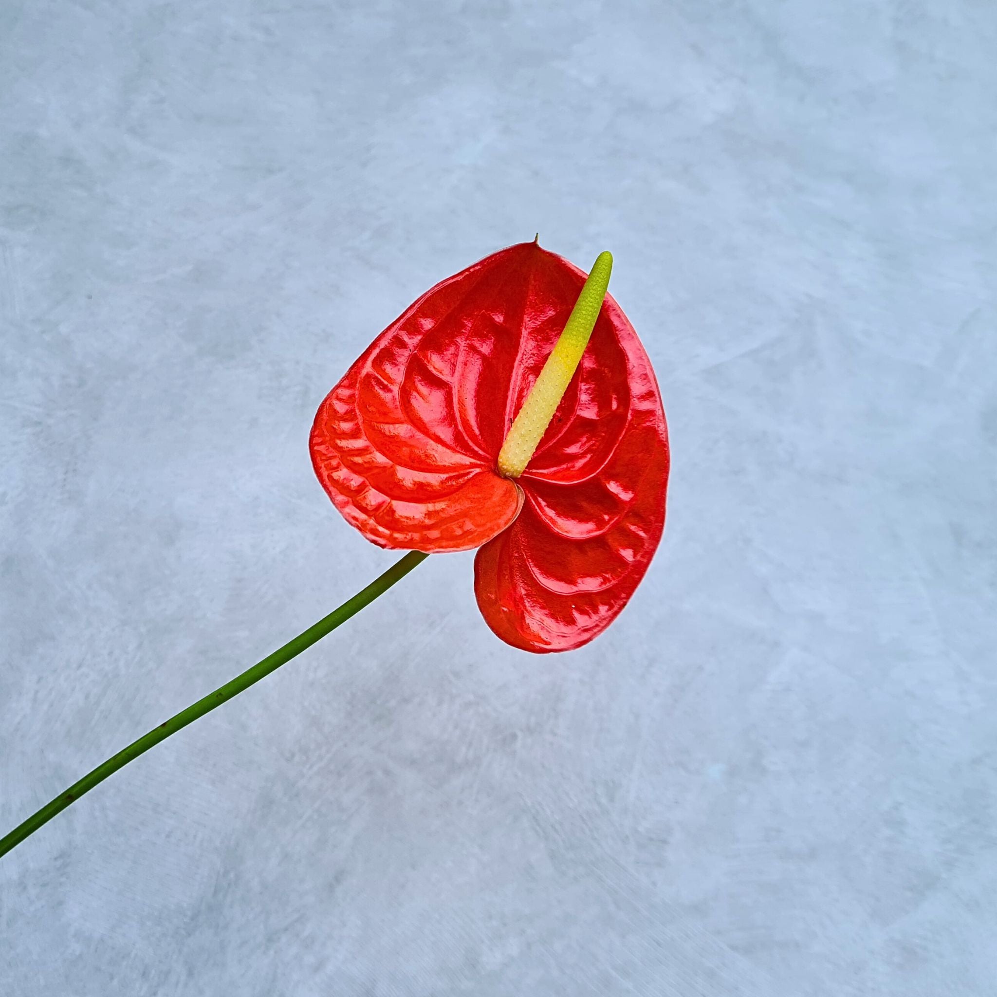 Red Orchid Anthurium, "Fire" Shiny Sheen Fresh Bloom, Elegant Flower for Weddings, Events & DIY Floral Creations, Long-Lasting Bloom