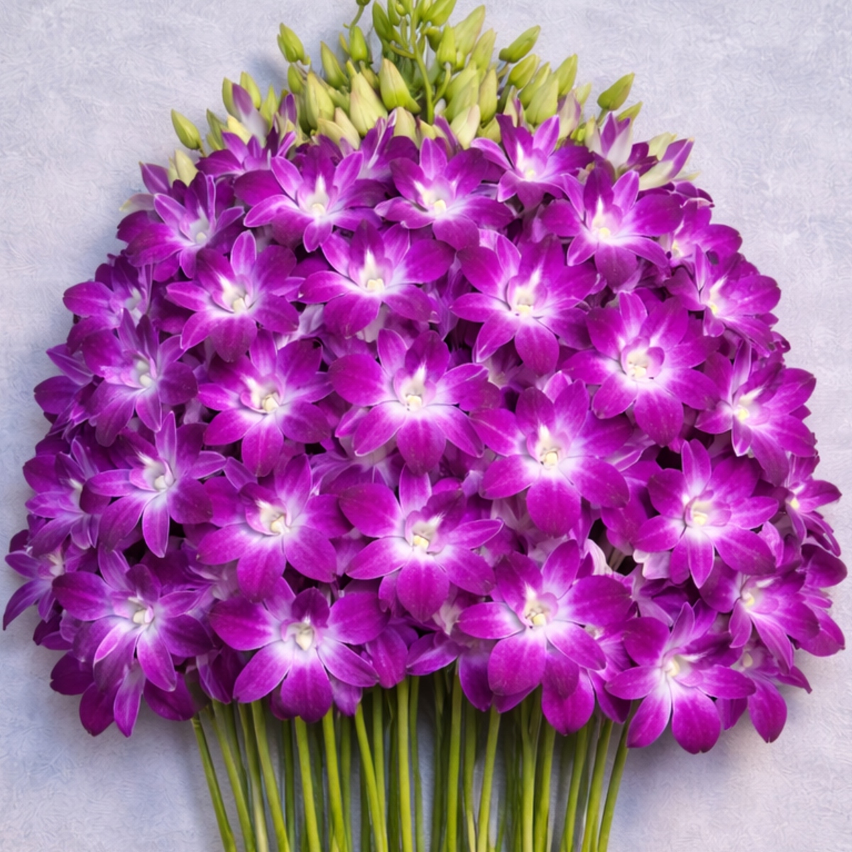 Fresh Purple Dendrobium Orchids – 10 Stems with Water Tubes | Flown from Thailand