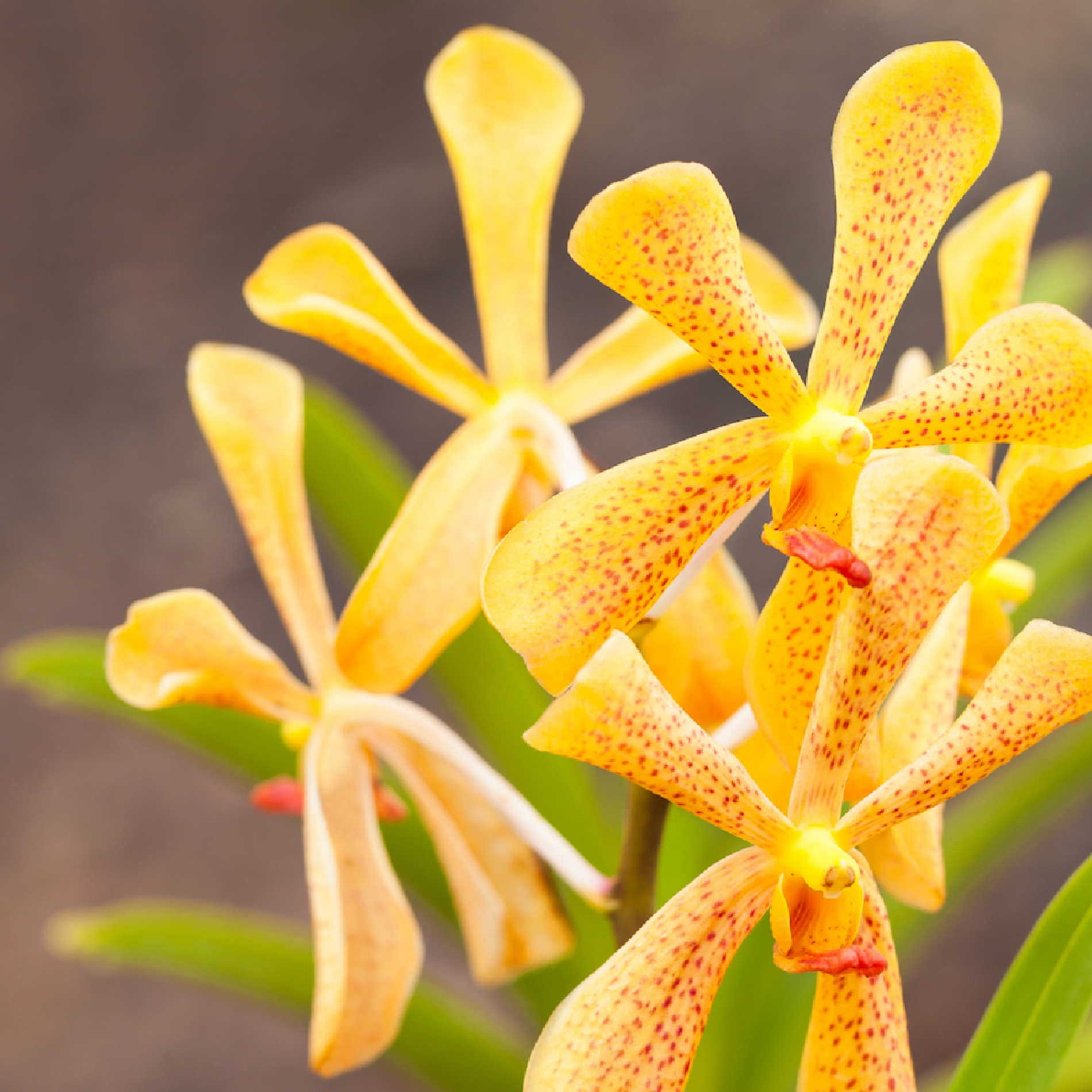 Fresh Yellow Mokara Orchids - 10 Stem Bundle with Water Capsule for Weddings, Events, and Home Decor