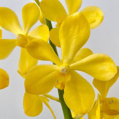 Fresh Yellow Mokara Orchids - 10 Stem Bundle with Water Capsule for Weddings, Events, and Home Decor