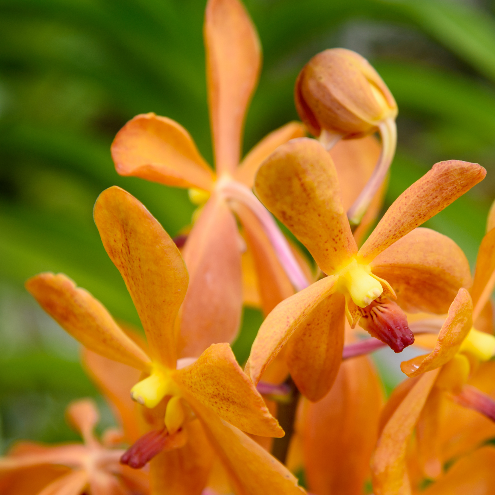 Orange Mokara Orchids - 10 fresh stems with water capsules for extended freshness. Ideal for home decoration, weddings, and special events. Flown from Thailand, these orchids offer vibrant color and elegance for any floral need.