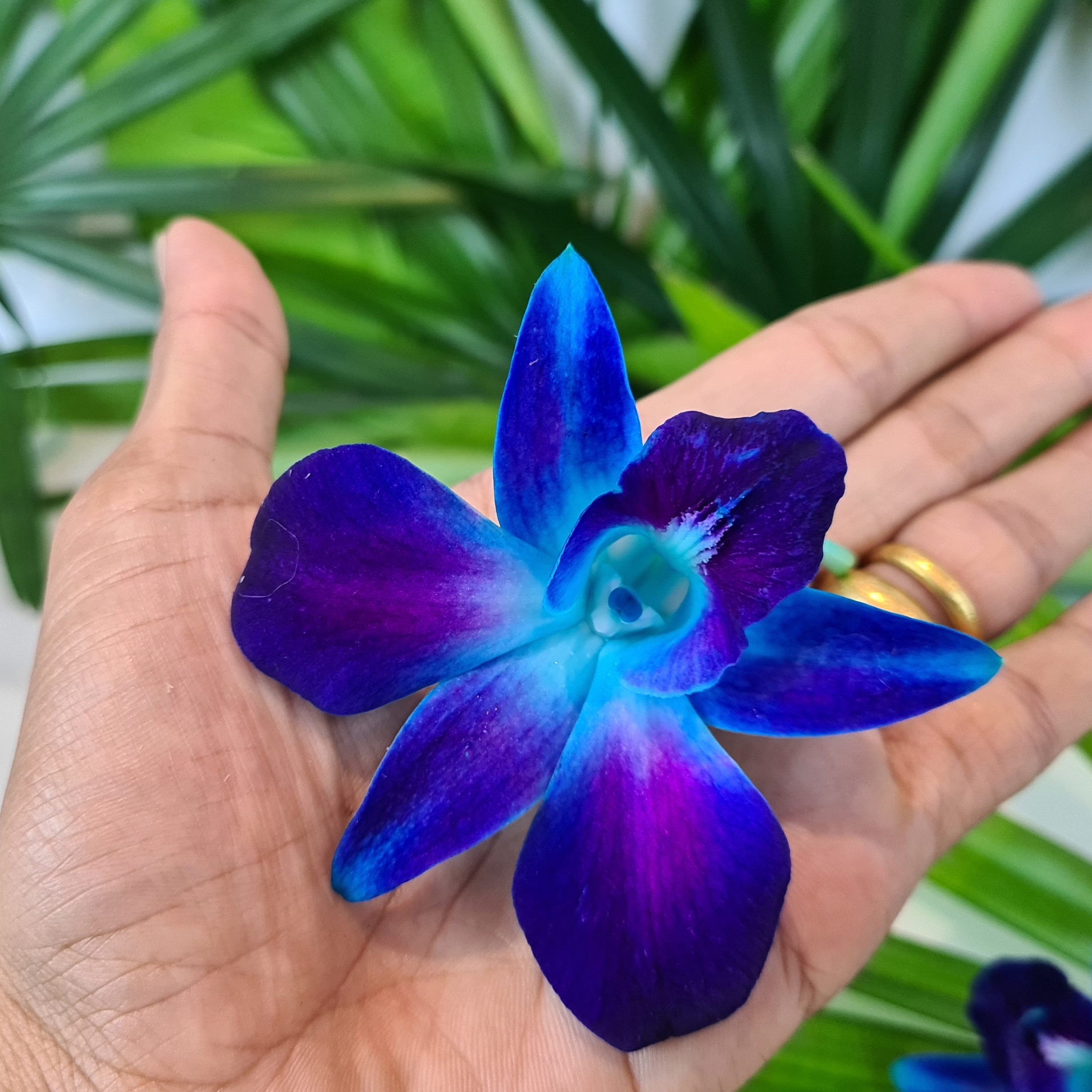 🌸 50 Premium Blue Dendrobium Orchids | Loose Blooms, No Stem, Fresh from Thailand, Ideal for Decorations, Food and Drink Garnishes, Photography, Display, DIY Projects🌸