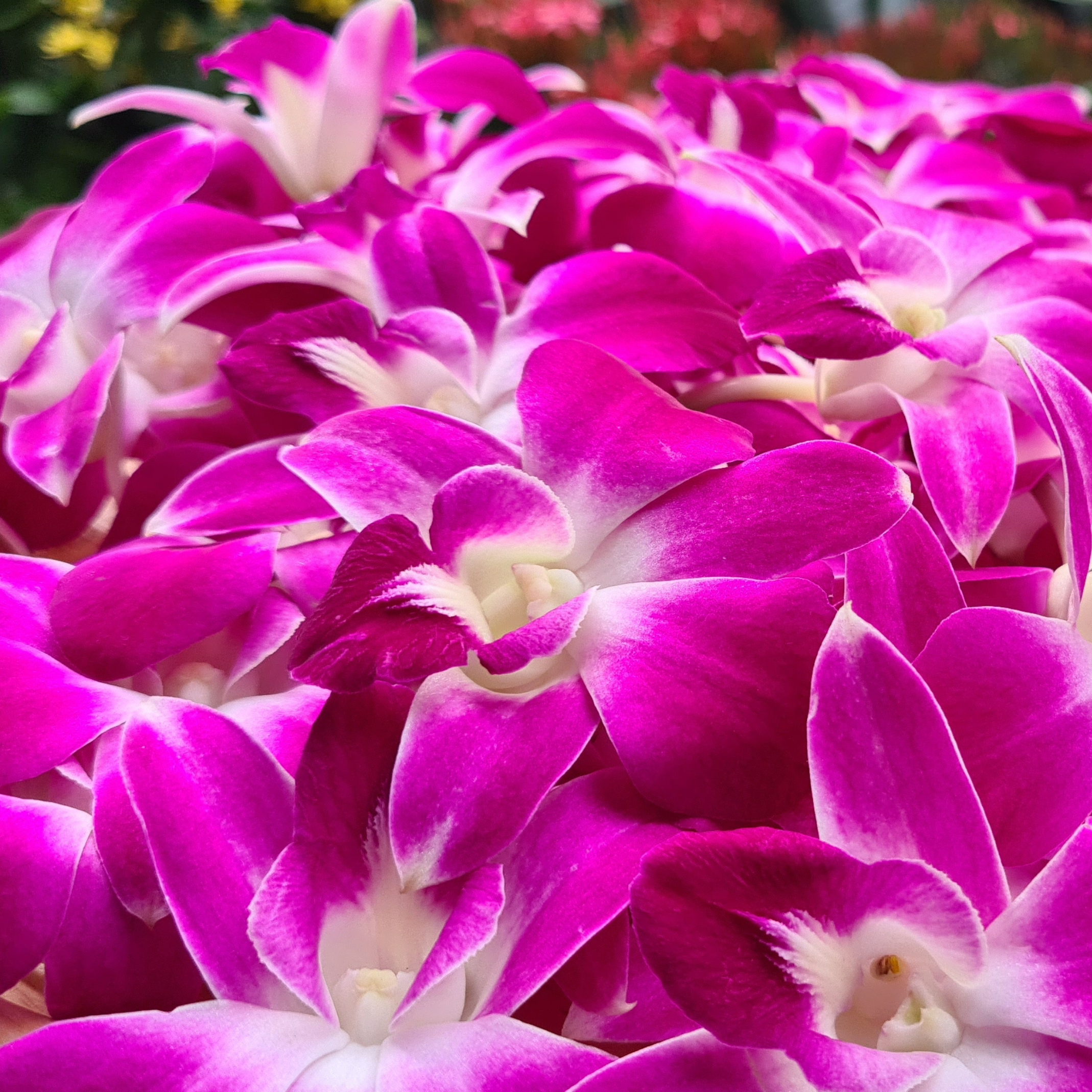 Box of 50 Purple Dendrobium Orchids | Fresh from Thailand | Perfect for Event Decorations and DIY Projects | Long-Lasting Blooms | Ideal for Table Centerpieces, Hospitality, and Photography | Unique Purple Hue | High-Quality Flowers