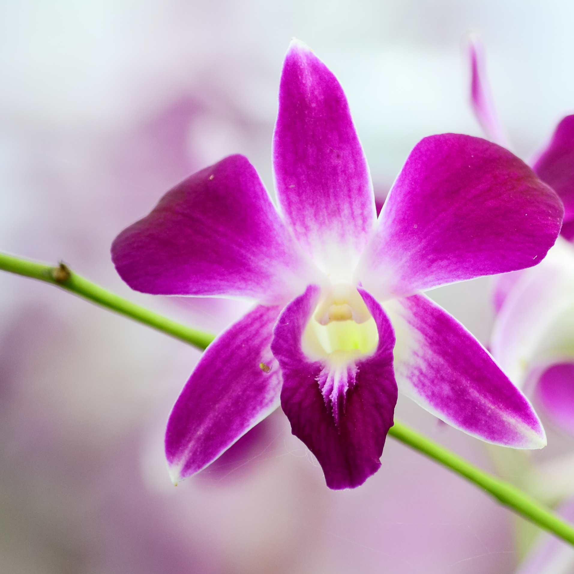 50 Fresh Purple Dendrobium Orchids | Shipped from Thailand | Ideal for Event Decor, DIY Projects, and Photography | Long-Lasting Blooms | Perfect for Table Centerpieces and Party Decorations | High-Quality Purple Orchids