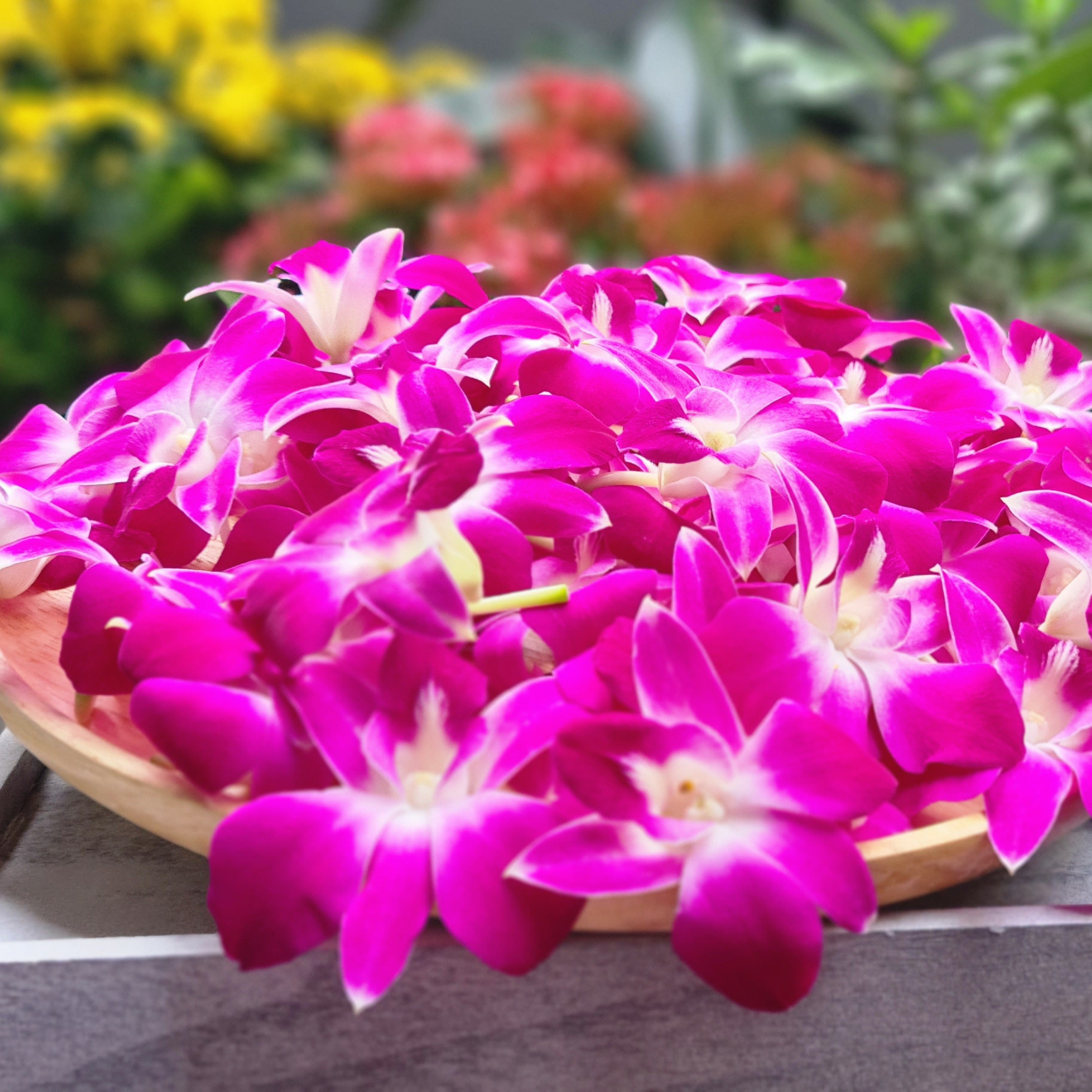 Purple Dendrobium Orchid Box | 50 Premium Blooms | Fresh Weekly from Thailand | Ideal for Weddings and Parties | Long-Lasting and Versatile | Perfect for Decorations, DIY Leis, and Floral Arrangements | Elegant Purple Orchid Flowers