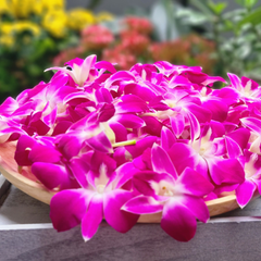 Purple Dendrobium Orchid Box | 50 Premium Blooms | Fresh Weekly from Thailand | Ideal for Weddings and Parties | Long-Lasting and Versatile | Perfect for Decorations, DIY Leis, and Floral Arrangements | Elegant Purple Orchid Flowers
