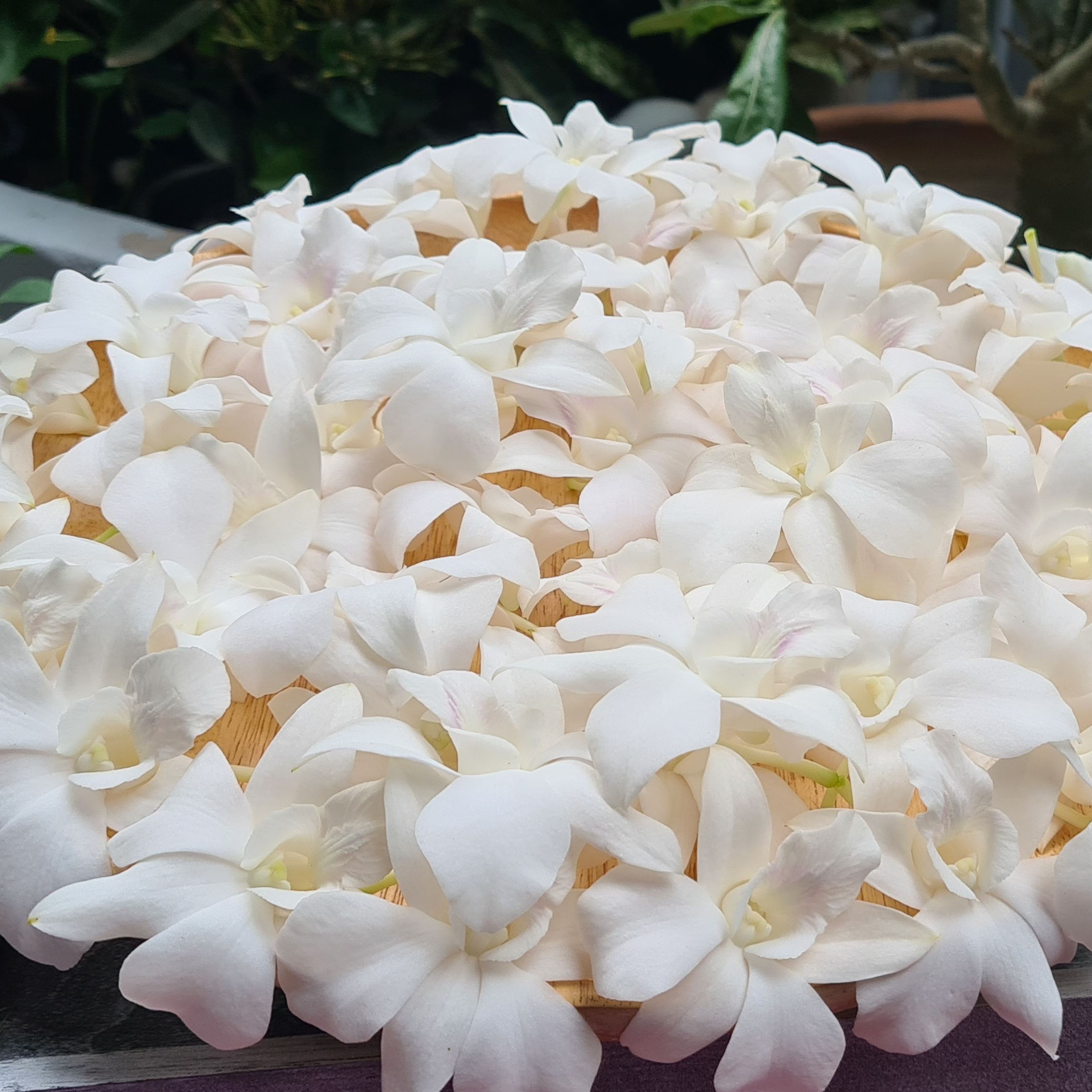 White Dendrobium Orchids | 50 Fresh Blooms | Shipped from Thailand | Perfect for Event Decorations | Long-Lasting and Versatile