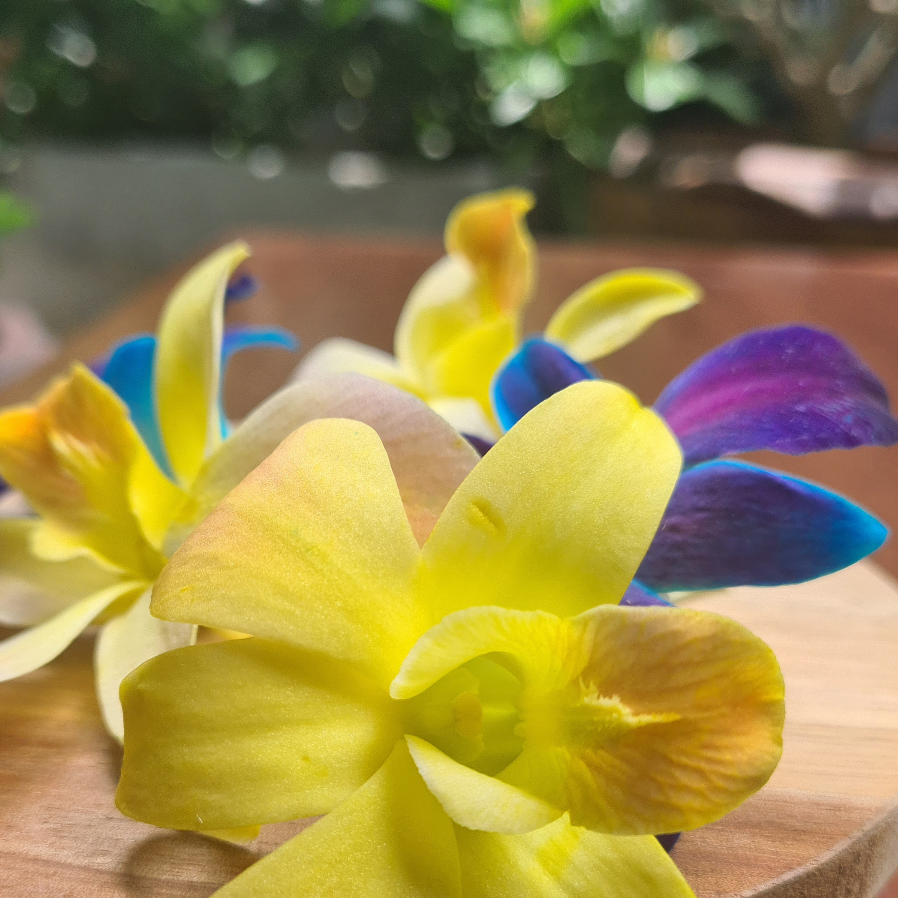 Close-up of a yellow orchid with blue and purple petals on a wooden surface.