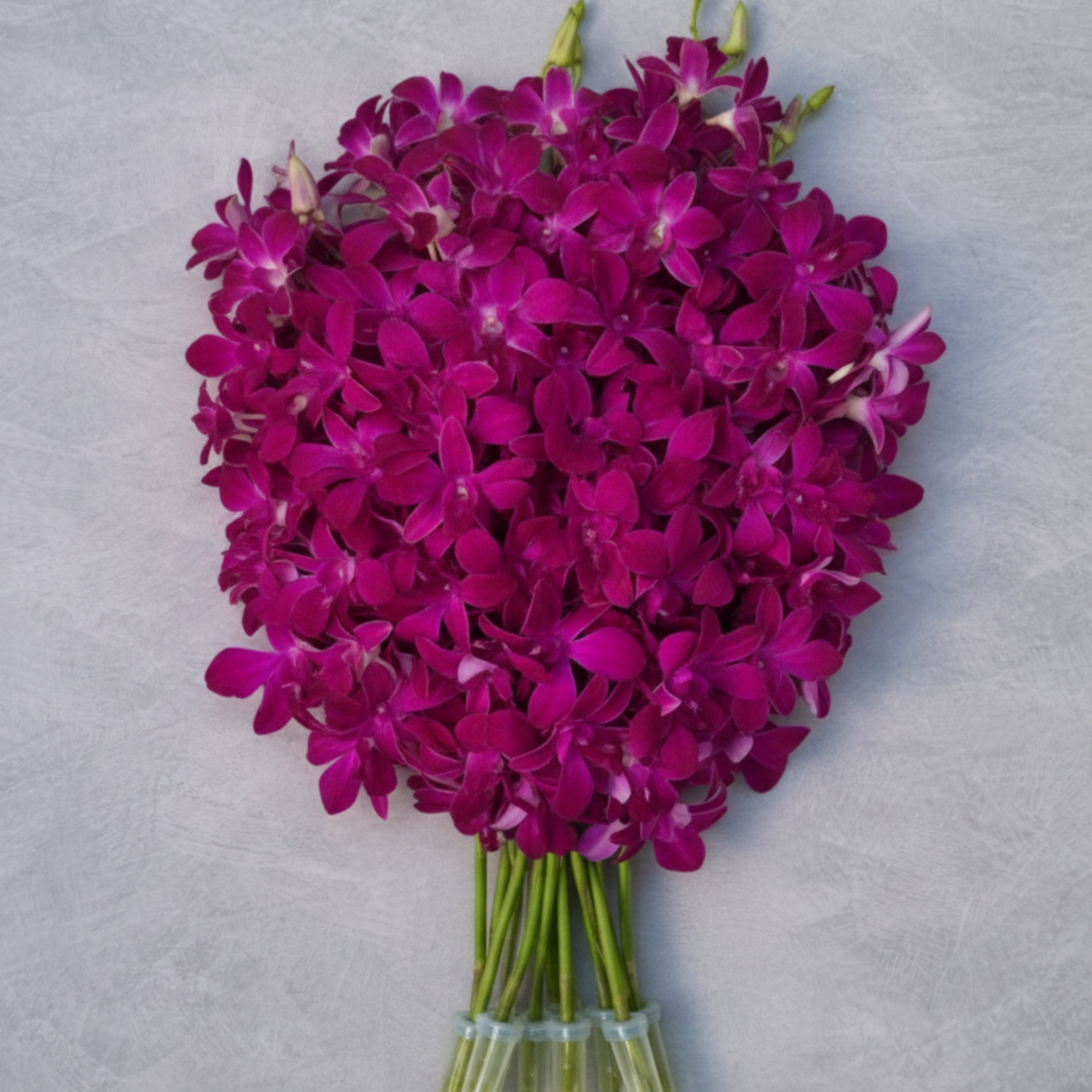 Red Bull Orchid – Deep Red-Violet Dendrobium Blooms | Fresh Sonia Orchids with Long Stems for Weddings, Events & DIY Arrangements