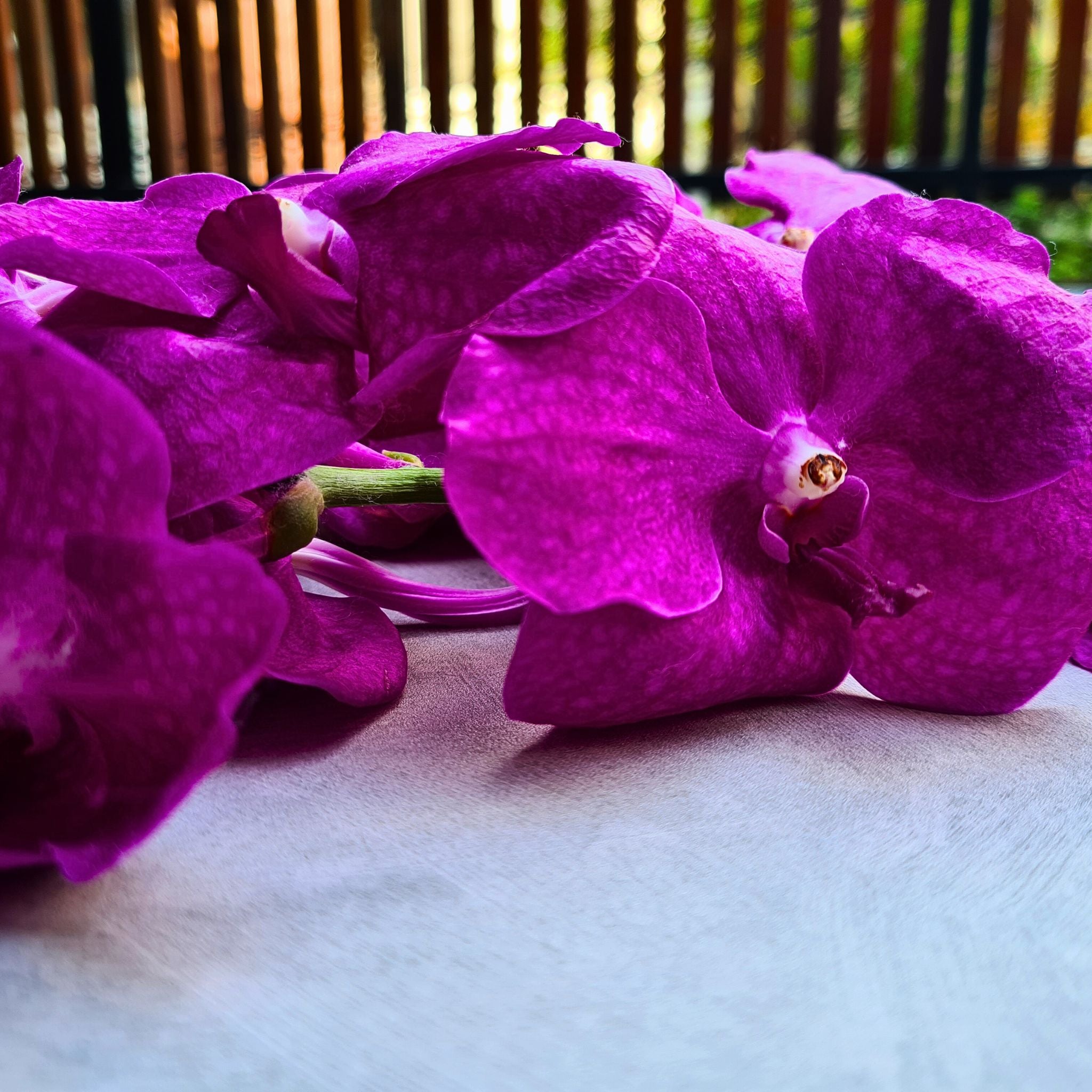 🌸 Elegant Pink Vanda Orchids – 10 Stem Bundle with Water Capsules | Fresh and Vibrant Blooms for Weddings, Events, and DIY Floral Arrangements 🌿