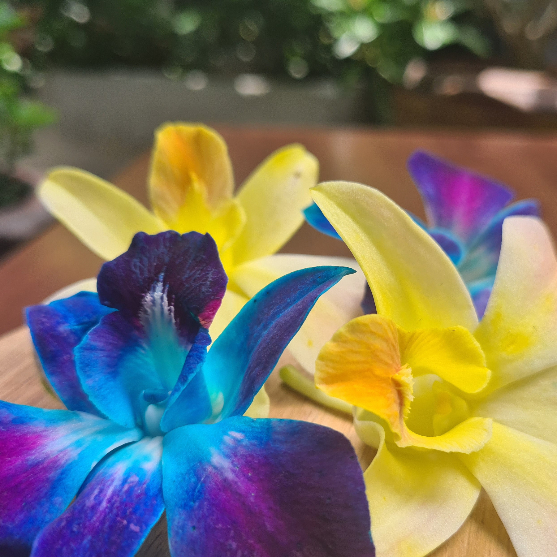 Close-up of fresh yellow and blue dendrobium orchid loose blooms on wooden table