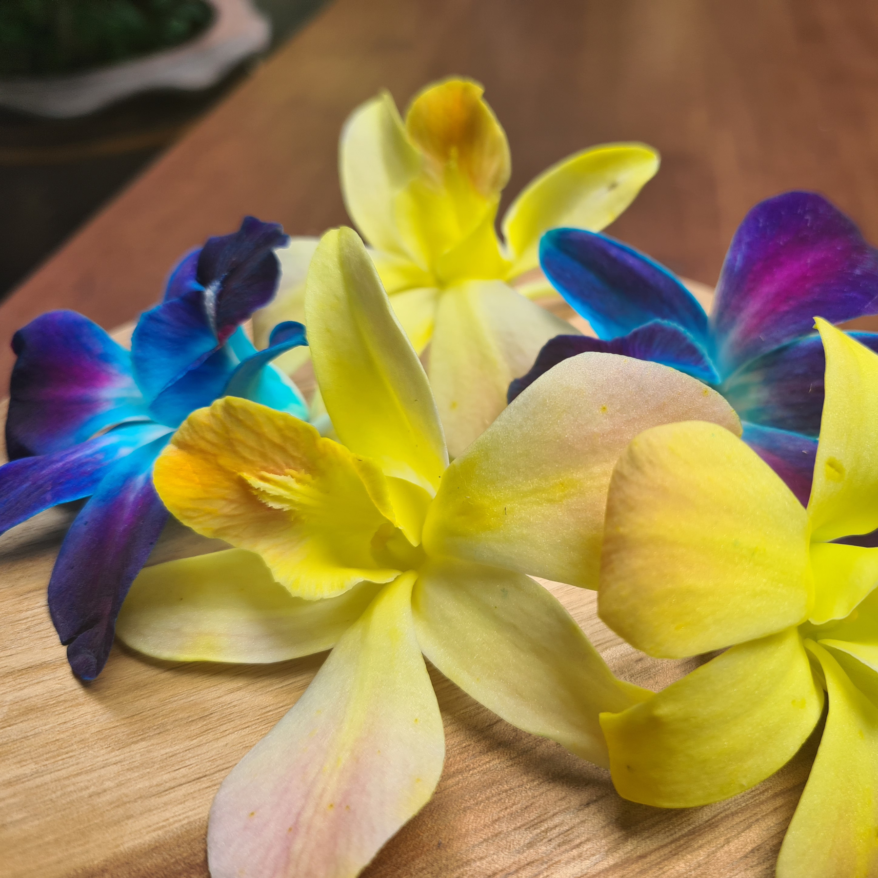 Mixed yellow and purple-blue dendrobium orchids displayed on a wooden surface with soft daylight.