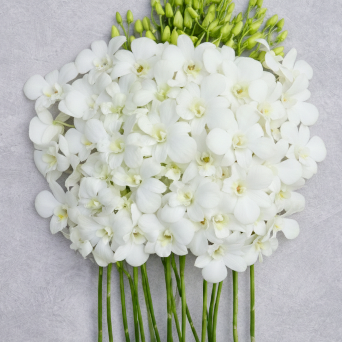 White Dendrobium Sonia Orchids – 10 Fresh Stems with Water Tubes for Weddings & Decor